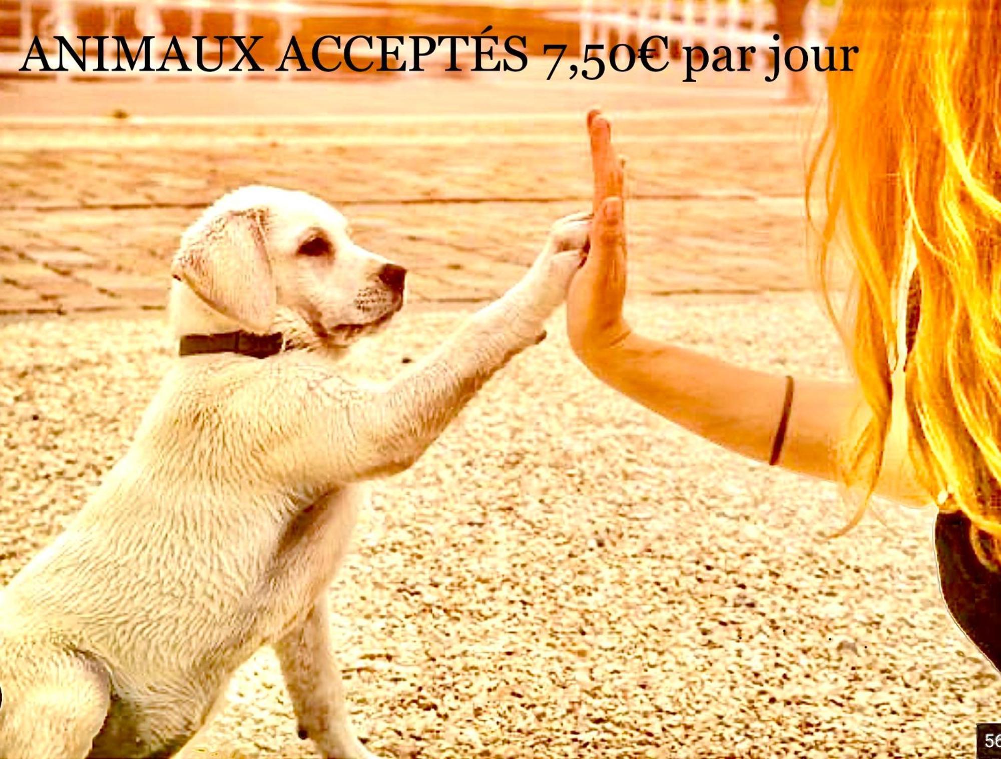 Bungalows En 3Ch 8 Couchages 732 Ou 4Ch En 10 Couchages 828 Ocean Campsite 4*